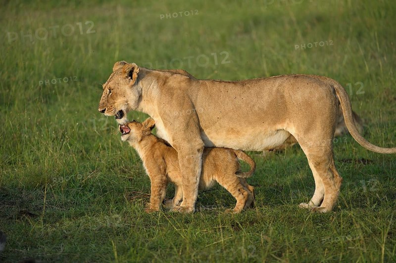 Lioness (Panthera Leo) with her lion cub in the morning light