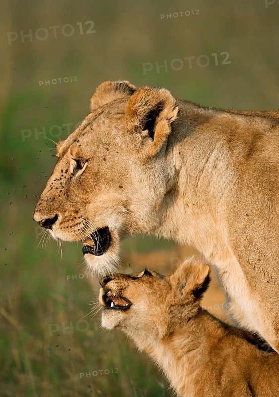 Lioness (Panthera Leo) with her lion cub in the morning light