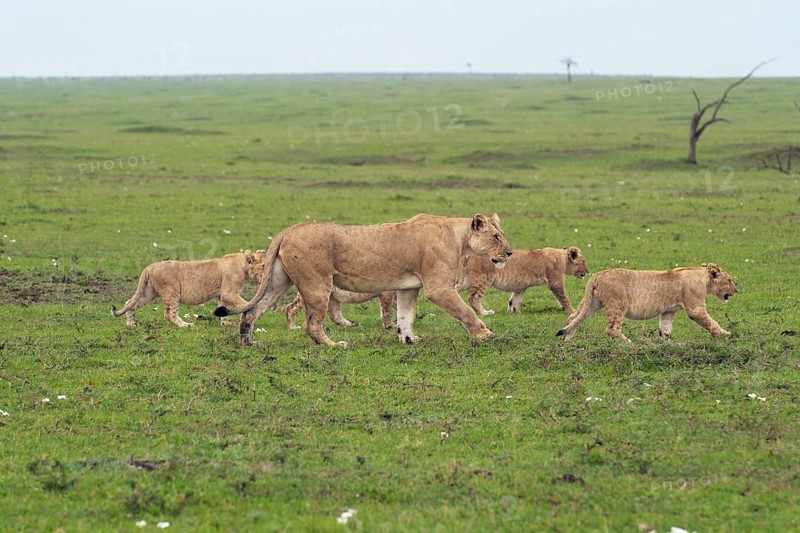 Lioness (Panthera Leo) with her four lion cubs