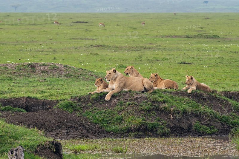 Lioness (Panthera Leo) with her four lion cubs at a waterhole
