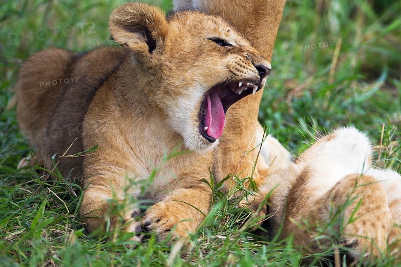 Lion (Panthera leo) cub