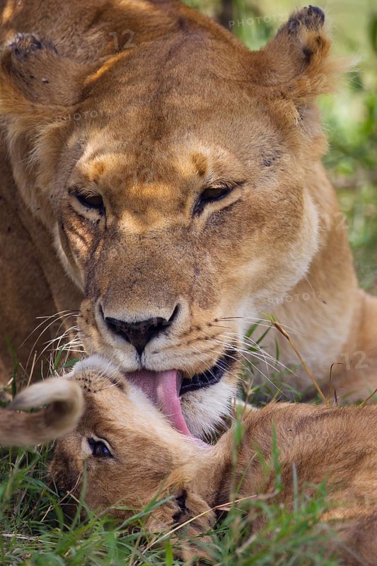 Lioness (Panthera leo) licking her lion cub
