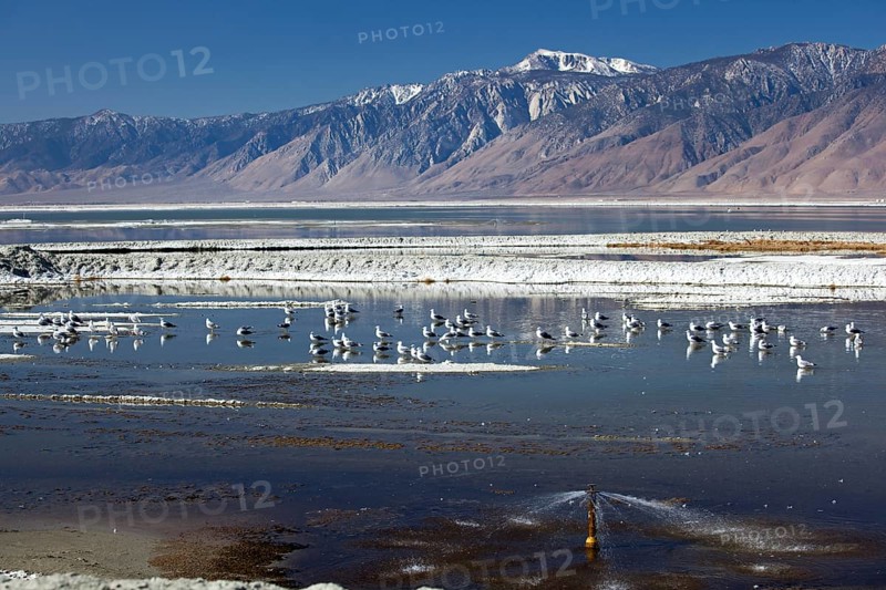 Birds in Owens Lake