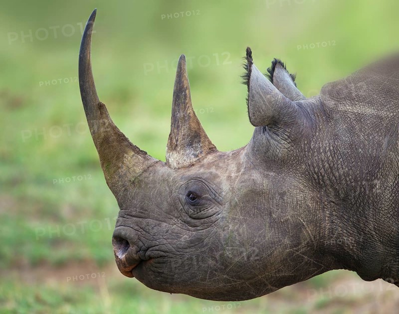 Black Rhinoceros (Diceros bicornis)
