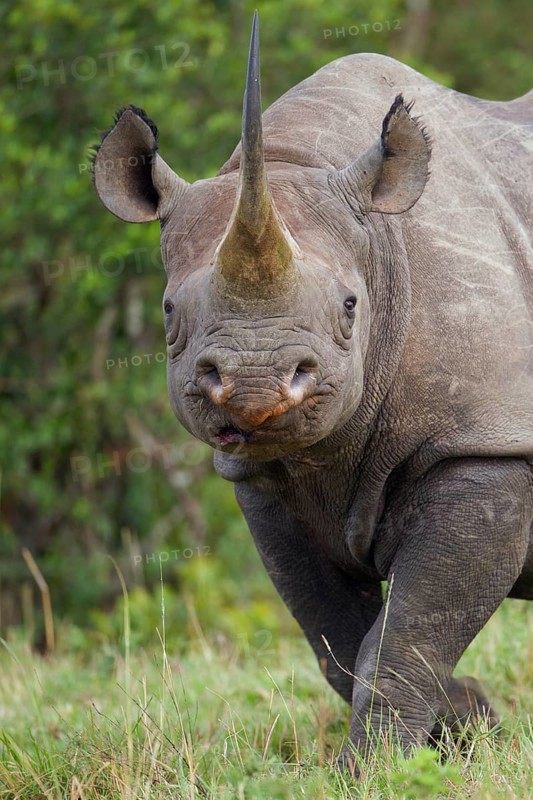 Black Rhinoceros (Diceros bicornis)