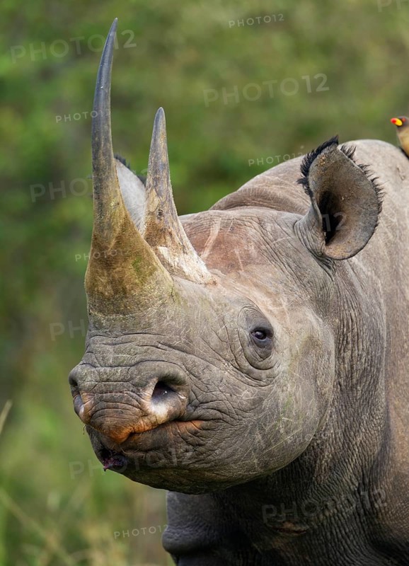 Black Rhinoceros (Diceros bicornis)