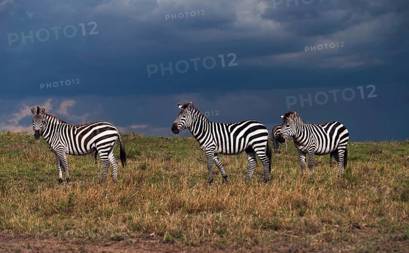 Grant's Zebras (Equus quagga boehmi) during a gathering storm