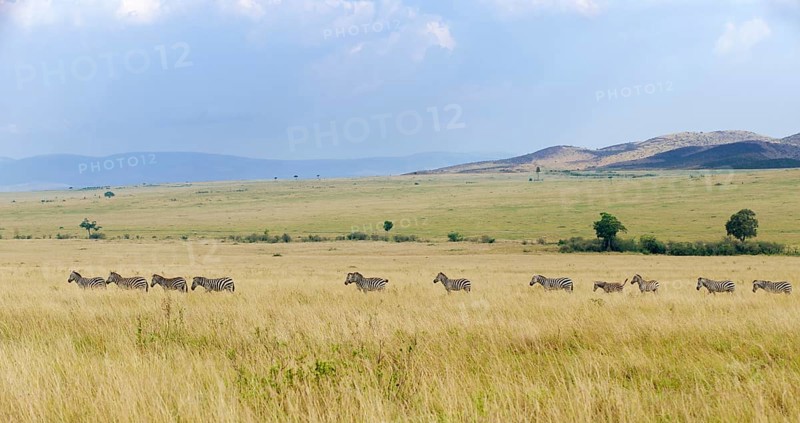 Grant's Zebras (Equus quagga boehmi)