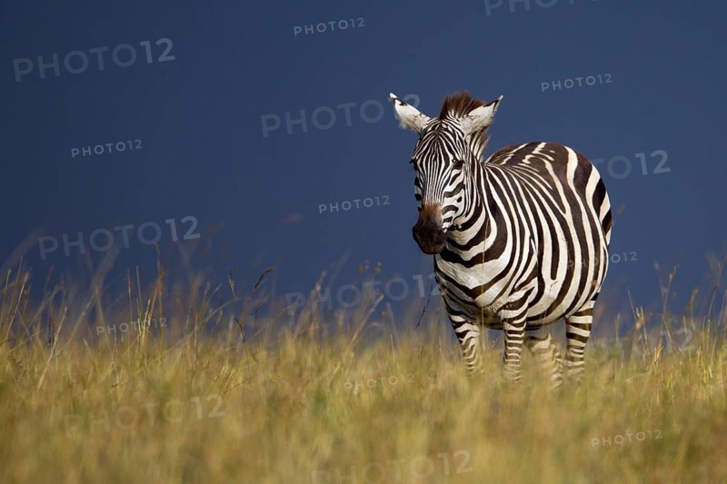 Grant's Zebra (Equus quagga boehmi) during a gathering storm