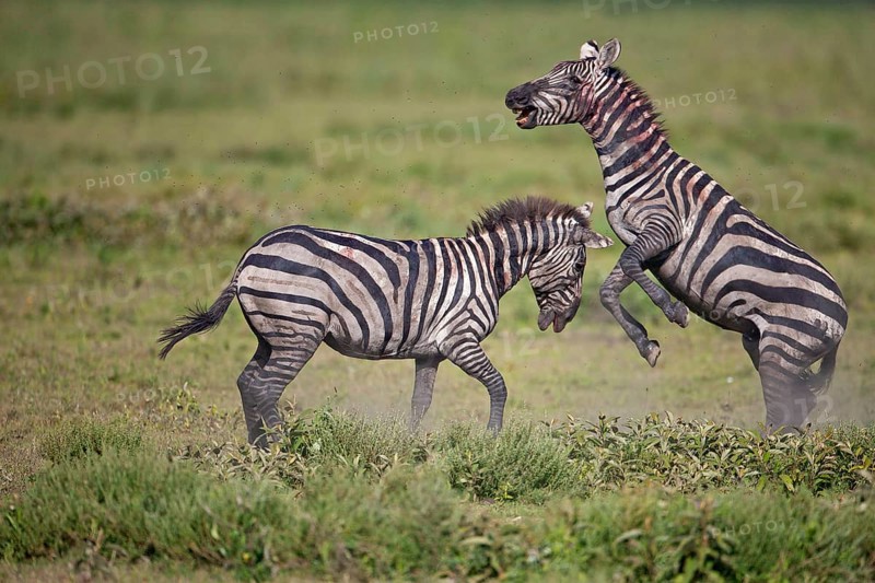 Grant's Zebras (Equus quagga boehmi)