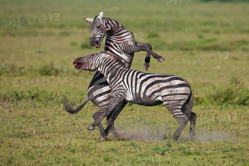 Grant's Zebras (Equus quagga boehmi)