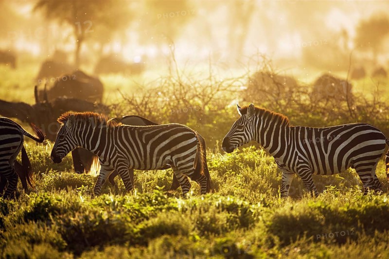 Grant's Zebras (Equus quagga boehmi) in the evening light