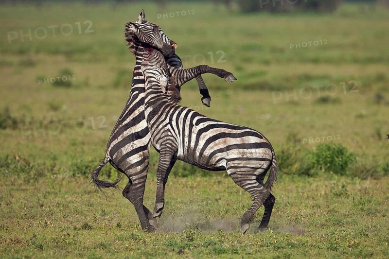 Grant's Zebras (Equus quagga boehmi)