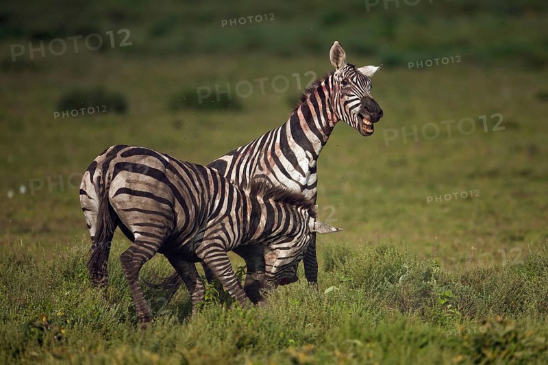 Grant's Zebras (Equus quagga boehmi)