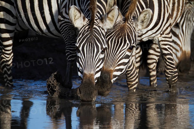 Zebras (Equus quagga) drinking at a waterhole