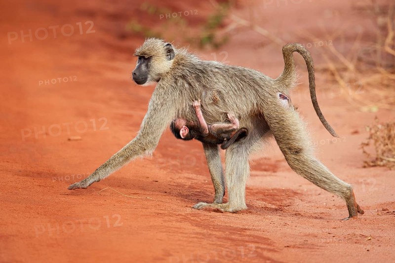 Olive Baboons or Anubis Baboons (Papio anubis)