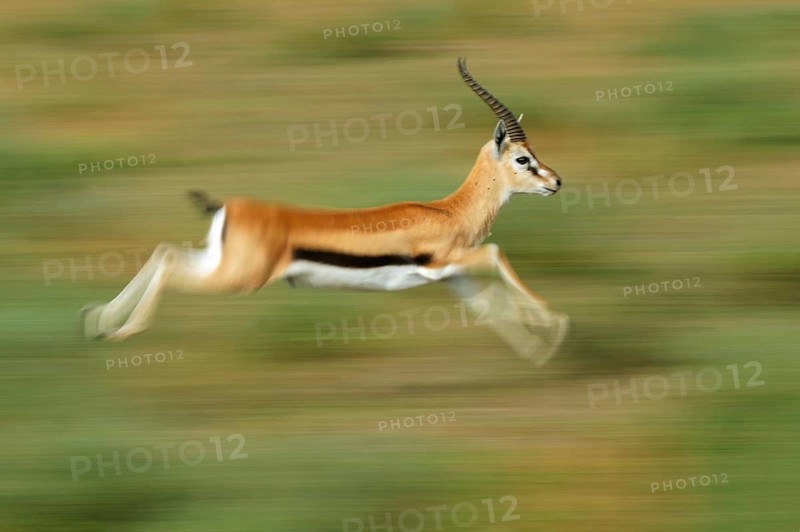 Thomson's Gazelle (Eudorcas thomsonii)