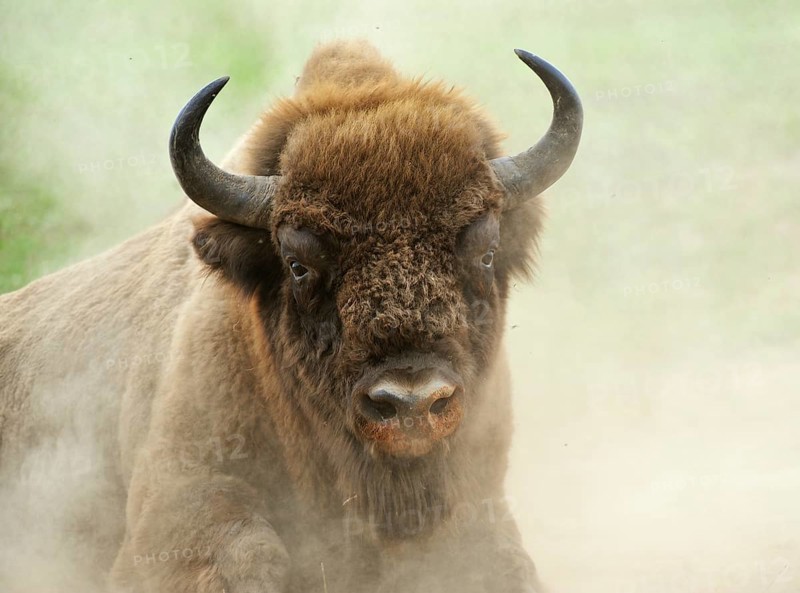 European Bison (Bison bonasus) in the whirling dust