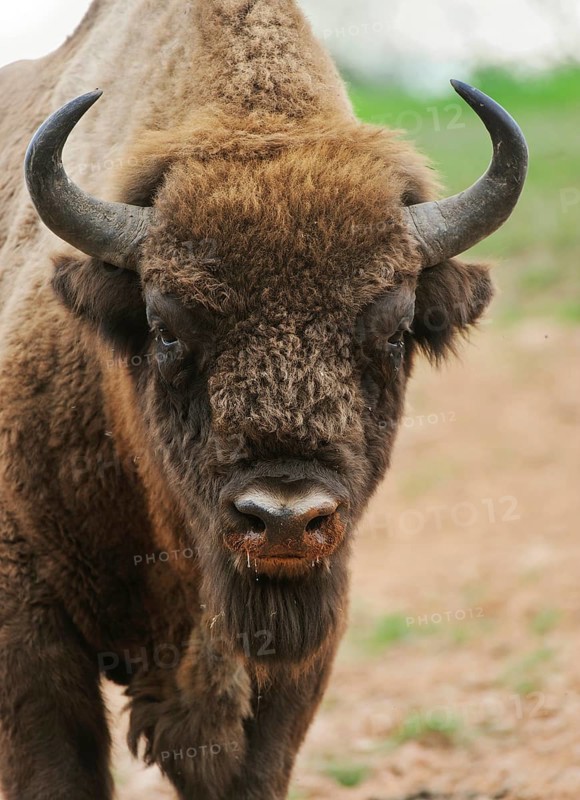 European Bison (Bison bonasus)