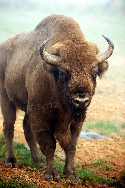 European Bison (Bison bonasus)