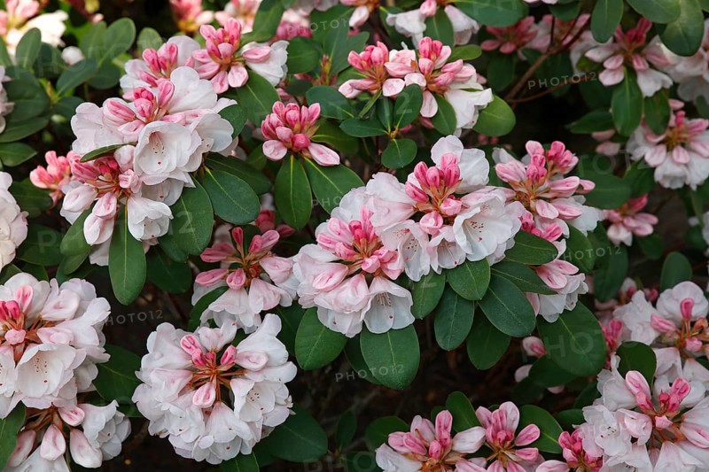 Silver Jubilee' Rhododendron variety (Rhododendron hybrid 'Silver Jubilee') cultivar