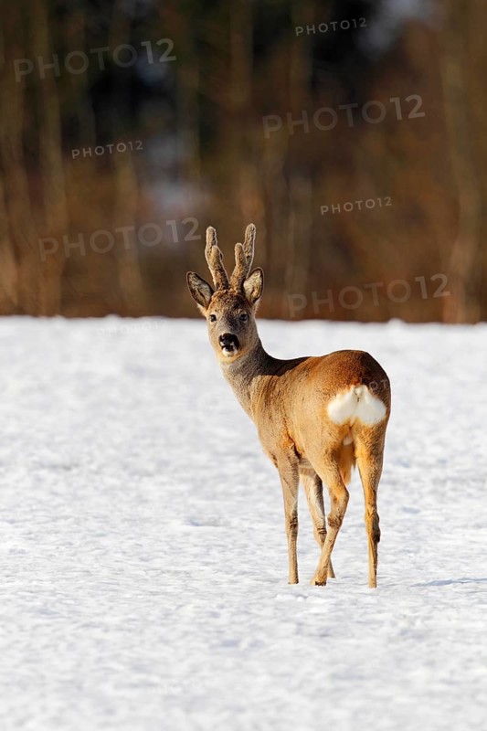 Roebuck (Capreolus capreolus) in velvet