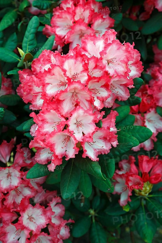 Rhododendron variety 'Coquette' (Rhododendron yakushimanum hybrid 'Coquette')