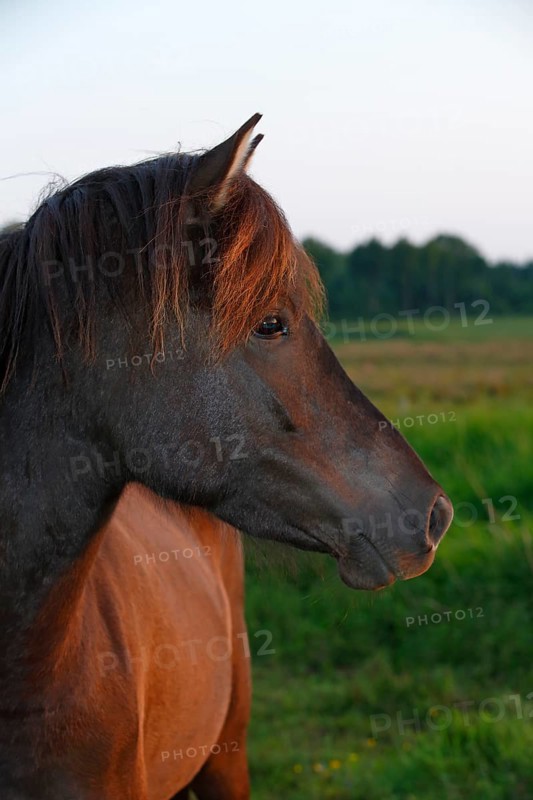 Icelandic horse in the last evening light