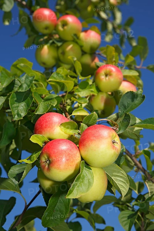 Apples on an apple tree