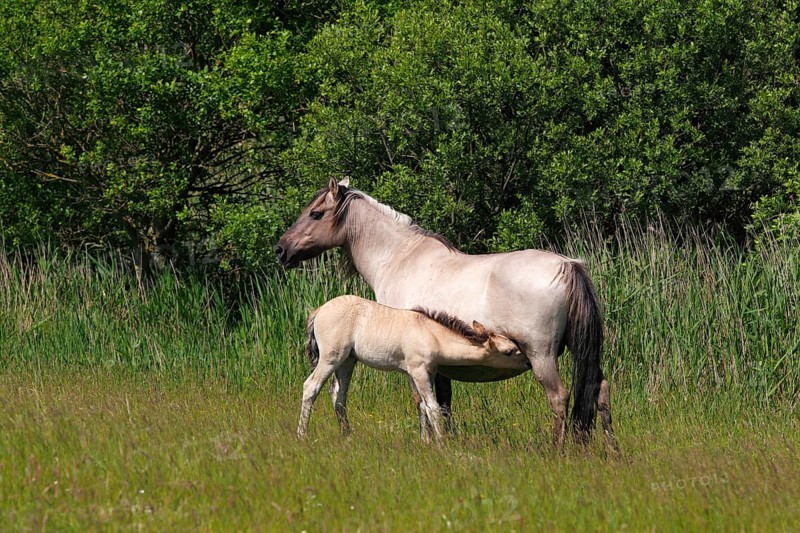 Mare suckling foal