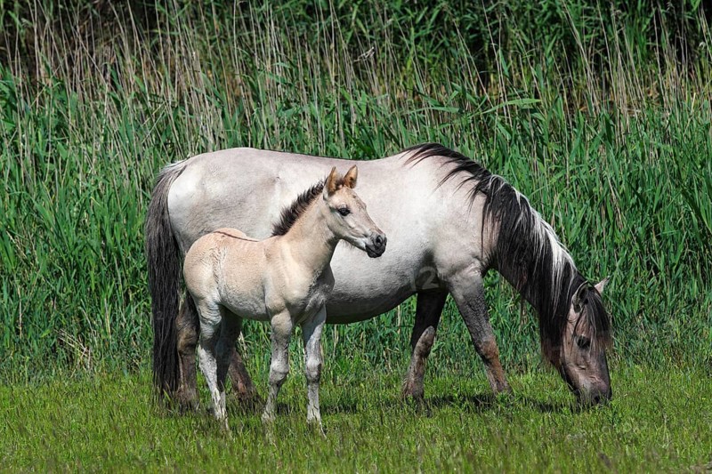 Mare and foal