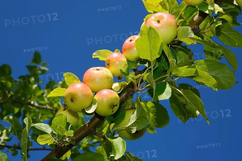 Apples on an apple tree