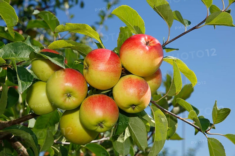 Apples on an apple tree