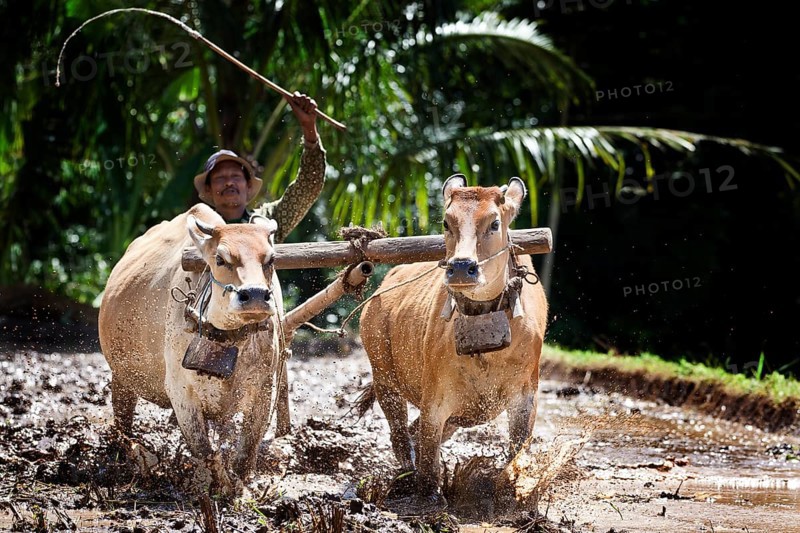 Indonesian farmer plowing a rice field with oxen