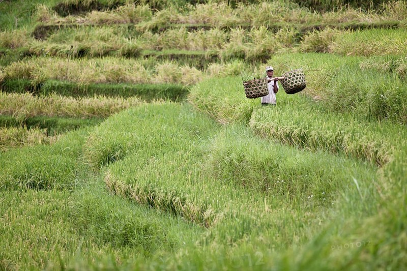 Farmer carrying two baskets through his rice field