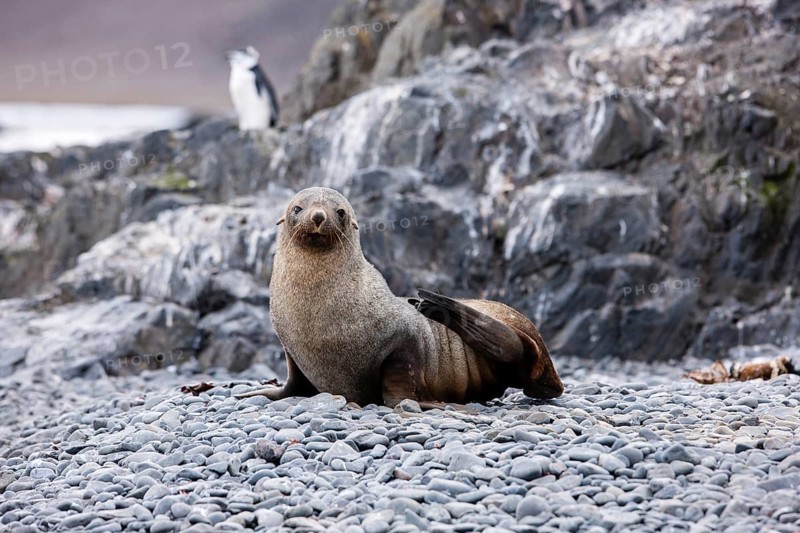 Antarctic fur seal (Arctocephalus gazella)