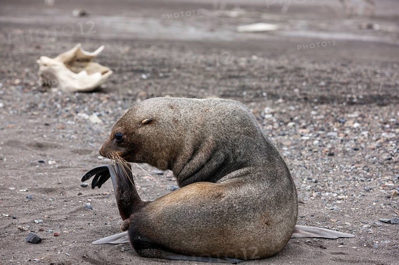 Antarctic Fur Seal (Arctoephalus gazella) scratching with fin