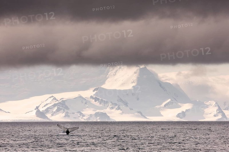 Fluke of a Humpback Whale (Megaptera novaeangliae)