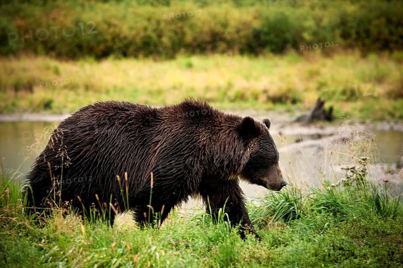 Grizzly Bear (Ursus arctos horribilis)