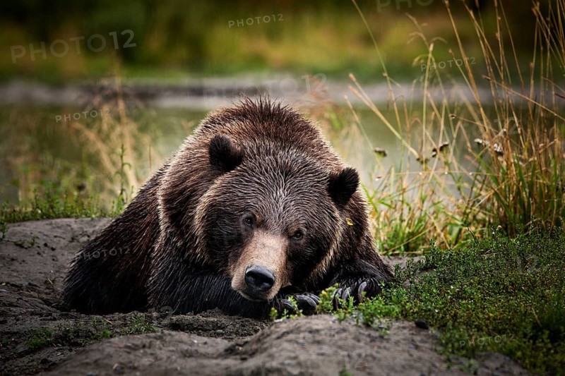 Grizzly Bear (Ursus arctos horribilis) lying on the ground