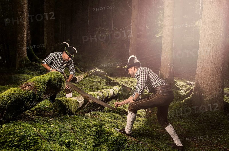 Woodcutters cutting an old tree trunk with a two-man felling saw