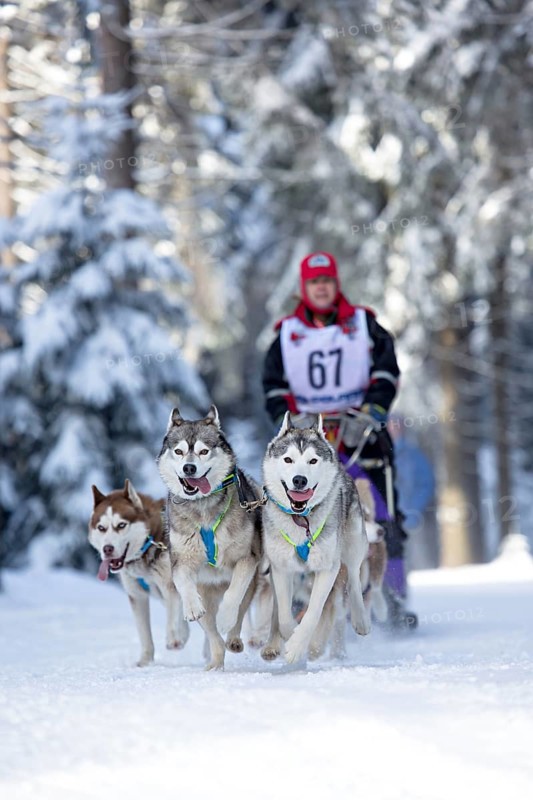 Sled dog team