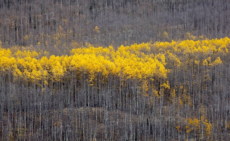 Aspen trees (Populus tremula) in autumn