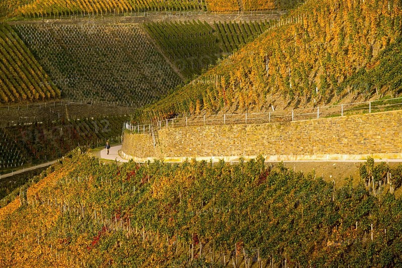 Vineyards in autumn