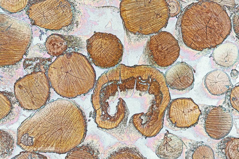 Logs stacked for pickup