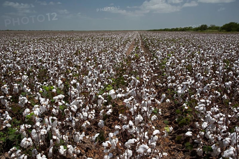 Cotton field to which a chemical defoliant has been applied to strip the leaves from the plant prior to mechanical harvesting