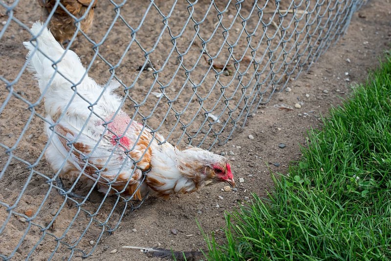 A chicken streching through a fence