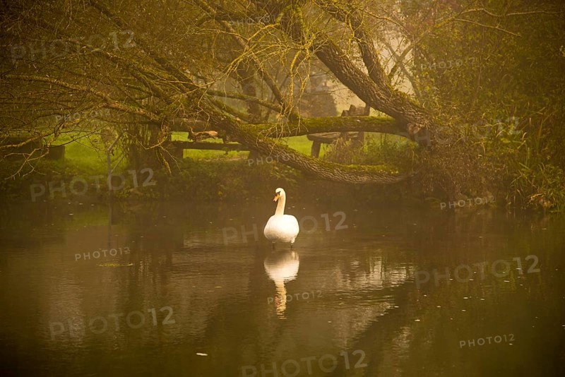 Mute Swan (Cygnus olor)