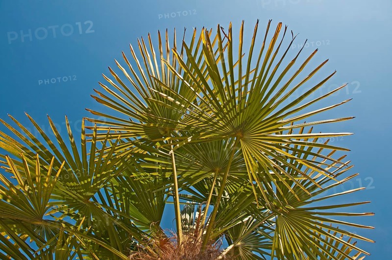 Chinese Windmill Palm (Trachycarpus fortunei)