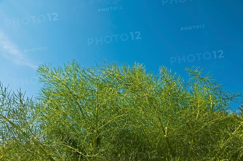 Fennel plant (Foeniculum vulgare)